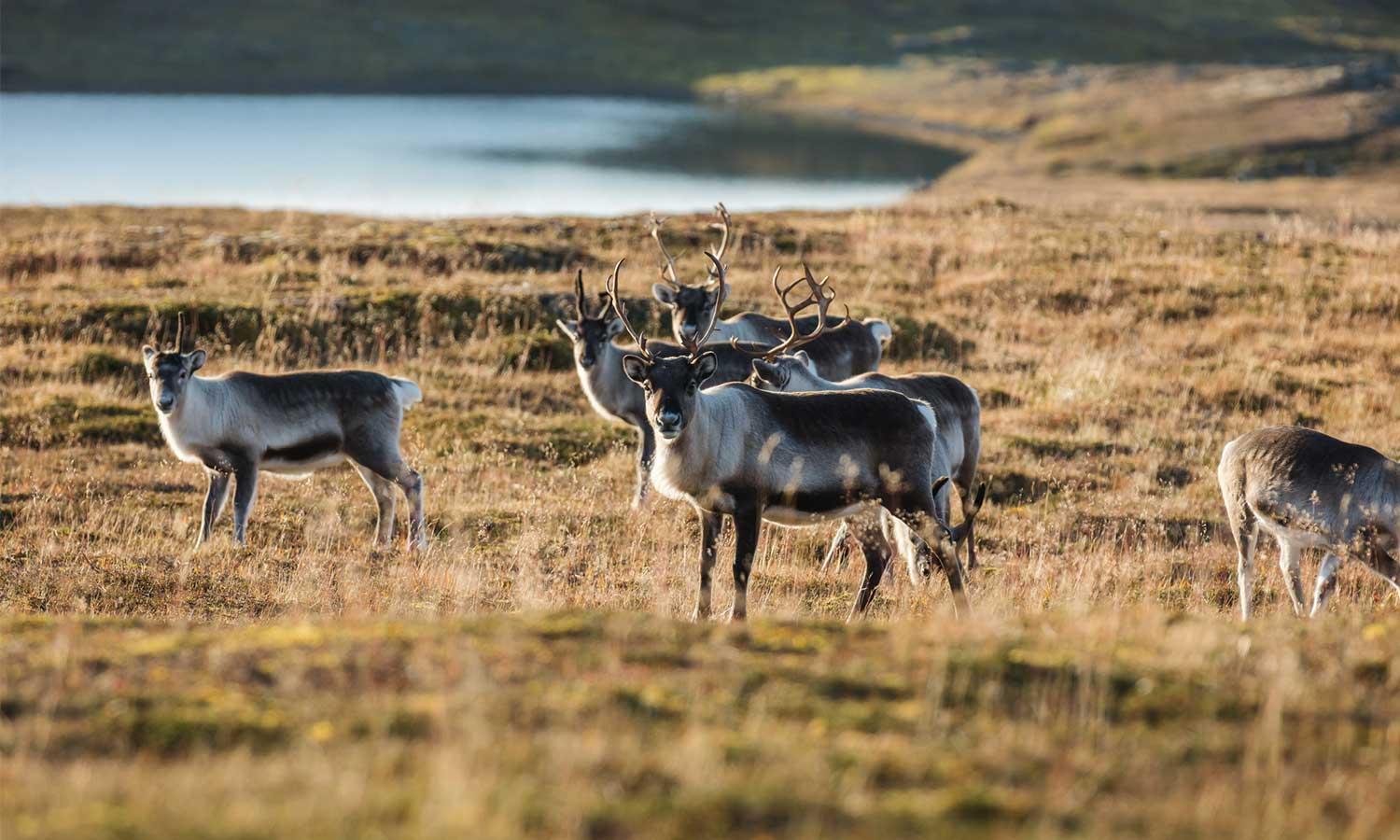 Caribou in the Finland tundra