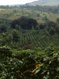 Coffee plantation