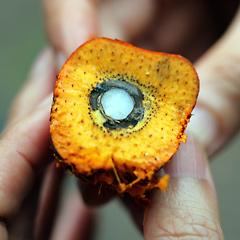 A cut open palm fruit