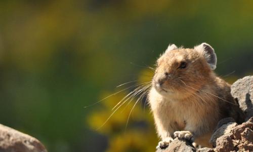 A pika