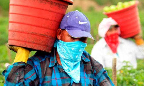 Farmworkers carrying baskets with bandanas over their faces