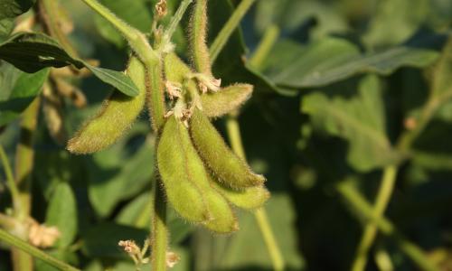 Soybeans.