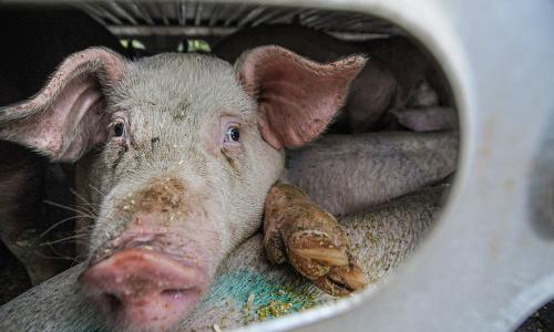 Pigs crammed in a truck.