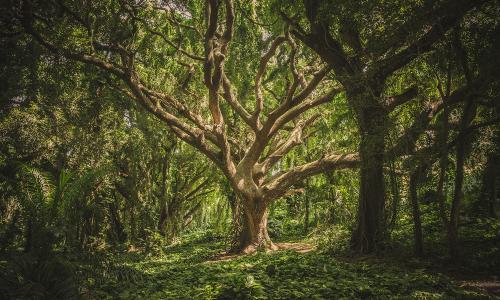 A forest during the daytime. 