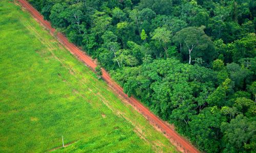 Brazil rainforest