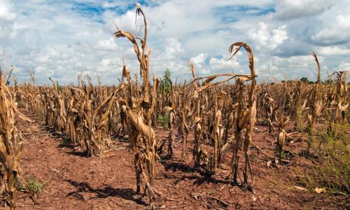 cornfield in a drought